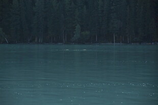 宁静湖水与岸边林木