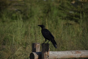 木桩上的黑鸟
