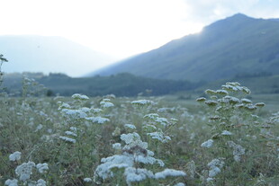 山间花草地 自然好风光