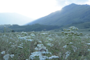 山间野花盛开的美丽景致