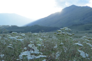 山间草地晨光中的植物
