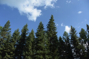 蓝天之下的茂密松树林