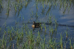 水中游弋的野鸭
