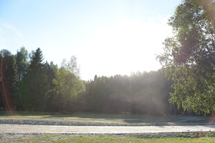 阳光照耀下的林间开阔地