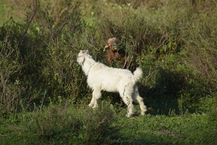 草地上的白山羊