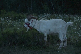 田野中的白色山羊