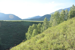 山间绿意盎然的自然景致