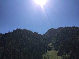 阳光照耀下的山林美景