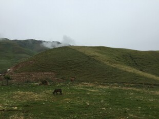 草原风光中的马匹