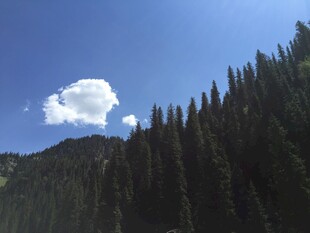 蓝天绿树间的悠然景致