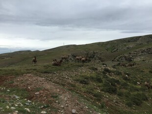 草原上的马群与开阔景色