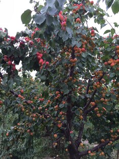 枝头红樱桃饱满诱人