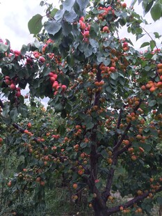 枝头挂满红柿子的果树