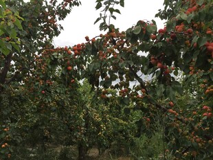 枝头红果挂于绿叶间