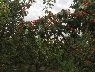 果园中硕果累累的果树