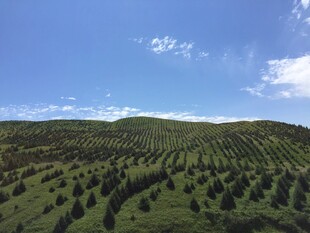绿意盎然的山坡田园风光