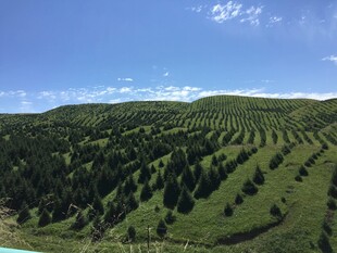 绿意盎然的山坡树林景观