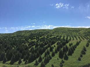 翠绿山坡上的茂密树林