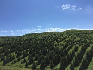 翠绿山林 蓝天白云美景