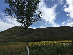 田野风光中的孤树与远山