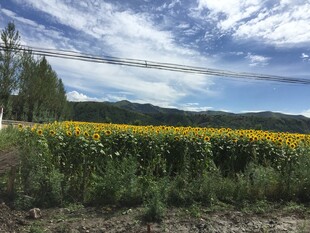 金黄向日葵田与蓝天白云