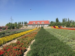多彩花田与远处红顶建筑
