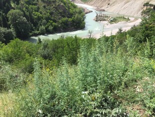 山间溪流旁的繁茂绿植