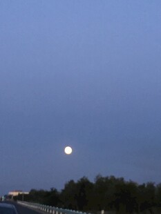 夜幕下的明月与树梢