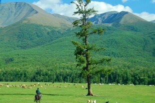 草原孤树旁的牧人羊群