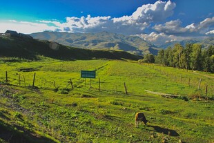 草原风光与悠闲吃草的牛