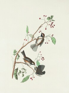 枝头双鸟图