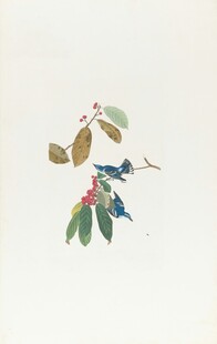 手绘植物花卉图
