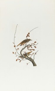 枝头小鸟图