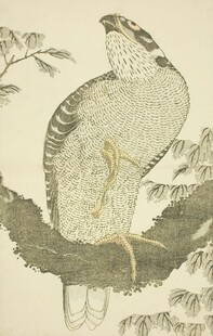枝头雄鹰图