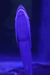 吸盘鱼