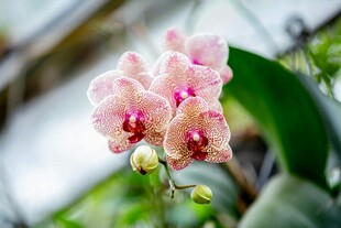 粉色蝴蝶兰绽放