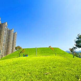 绿草如茵的城市绿地景观