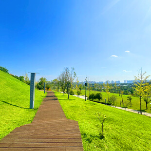 绿意盎然的户外木质步道