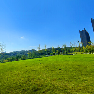 翠绿草地与远处高楼景观