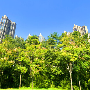 绿树掩映下的高楼景观