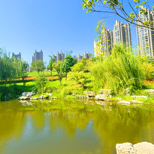 城市中的静谧湖畔风光