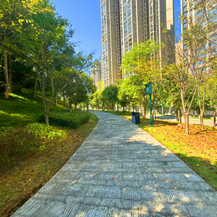 城市中静谧的林荫步道
