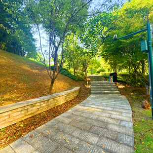 林间阳光洒落的幽静步道