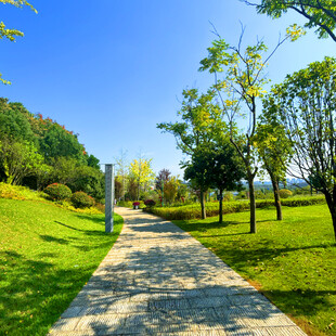 阳光照耀下的林间漫步小径