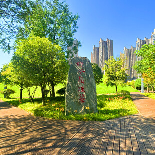 城市公园中的景观石与绿树