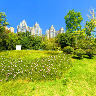 城市绿地中的秀丽风景