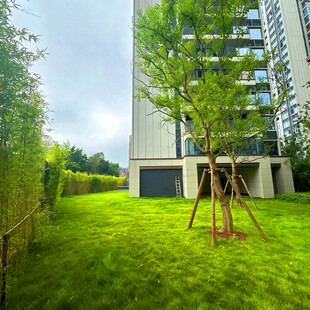 小区内的绿意盎然草坪景观