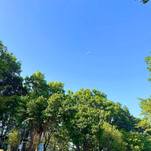 蓝天绿树的清新自然图景