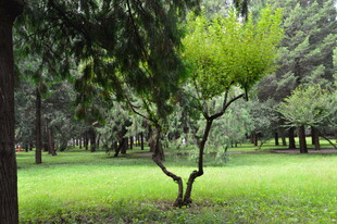 公园风景  