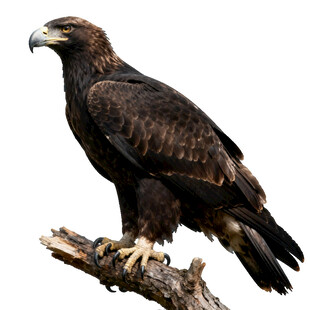 栖息枝头的威武雄鹰